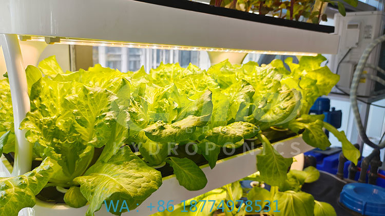Agriculture Vertical Farming - ج آلة الزراعة لزراعة الخضار الخس