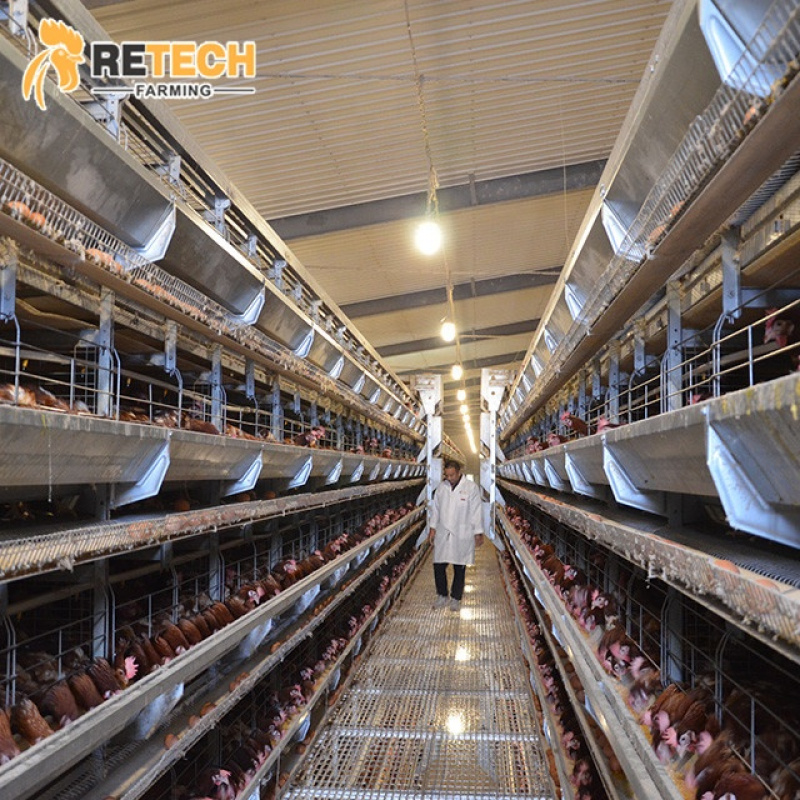 نظام معدات الدجاج الأوتوماتيكي - مراجعة Farming System & Sustainable Agriculture وسعره