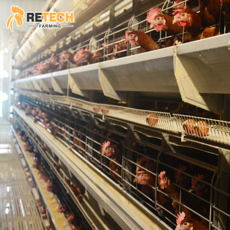 نظام معدات الدجاج الأوتوماتيكي - مراجعة Farming System & Sustainable Agriculture وسعره