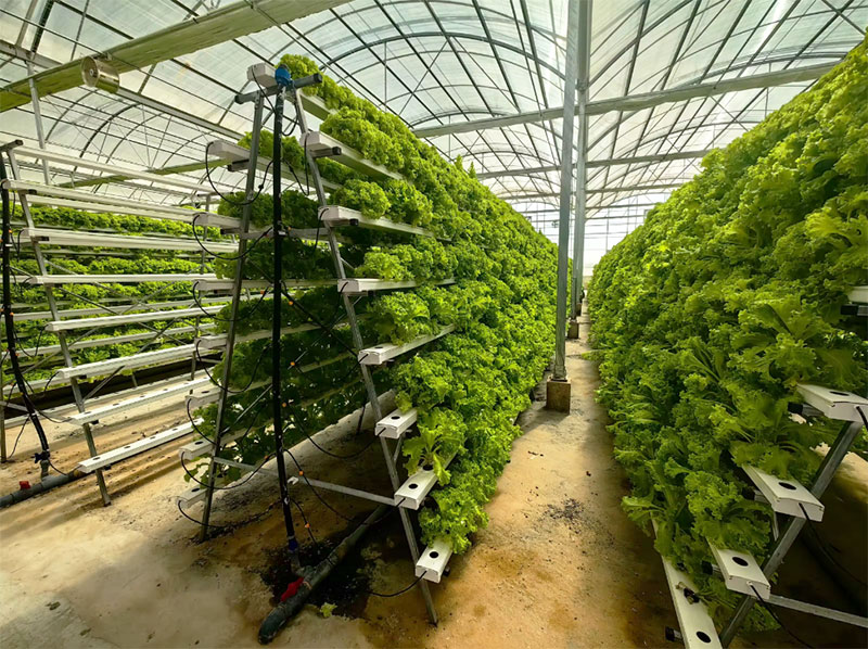 الدفيئات الزراعية الخس Nft نظا - مراجعة Agriculture Vertical Farming وسعره