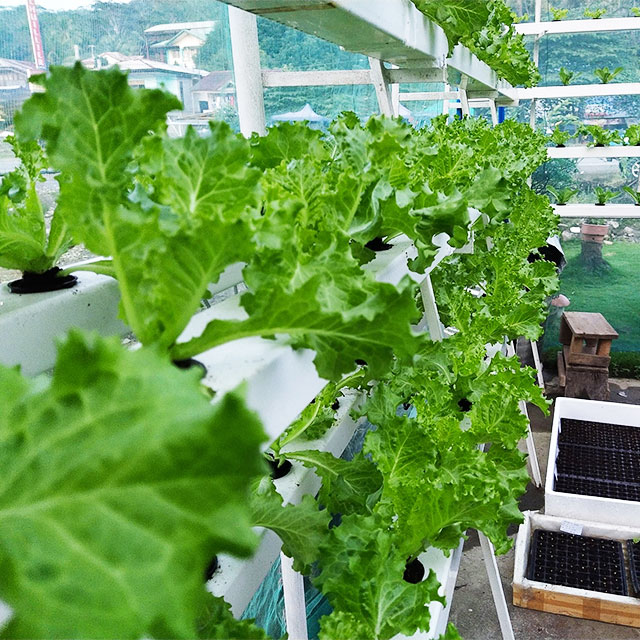 الدفيئات الزراعية الخس Nft نظا - مراجعة Agriculture Vertical Farming وسعره